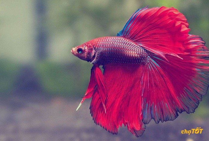 Phòng bệnh cho cá Betta