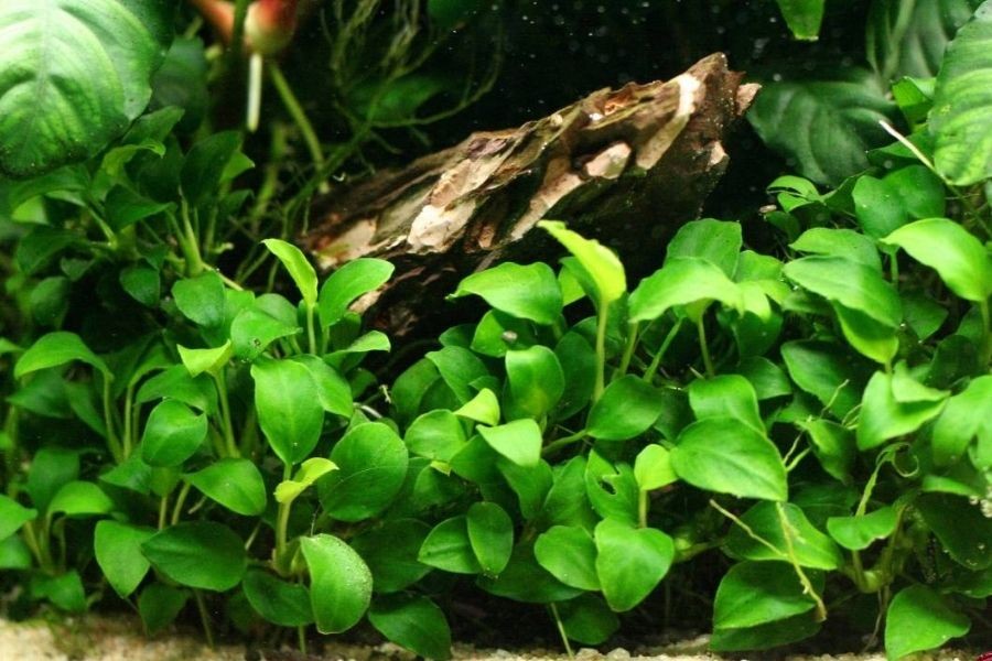 Cây ráy lá nhỏ là cây thủy sinh không cần CO2