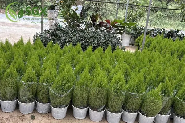 Cây Tùng Thơm với tán lá xanh mướt và dáng cây thanh thoát