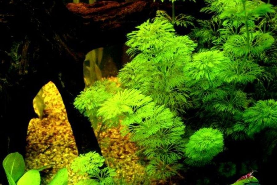 Cây tiểu bảo tháp