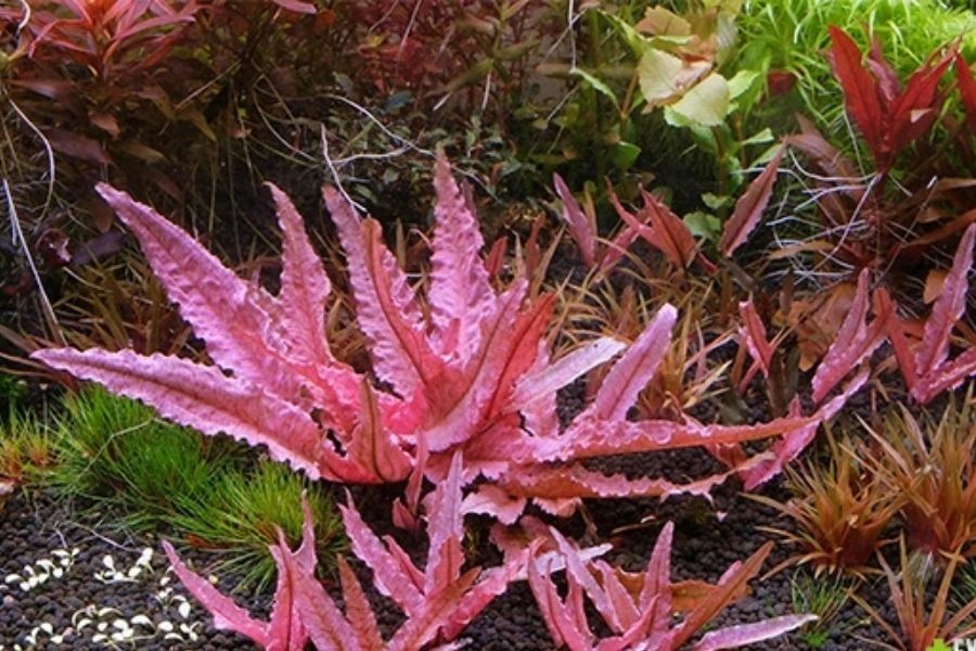 Cây thủy sinh tiêu thảo nâu