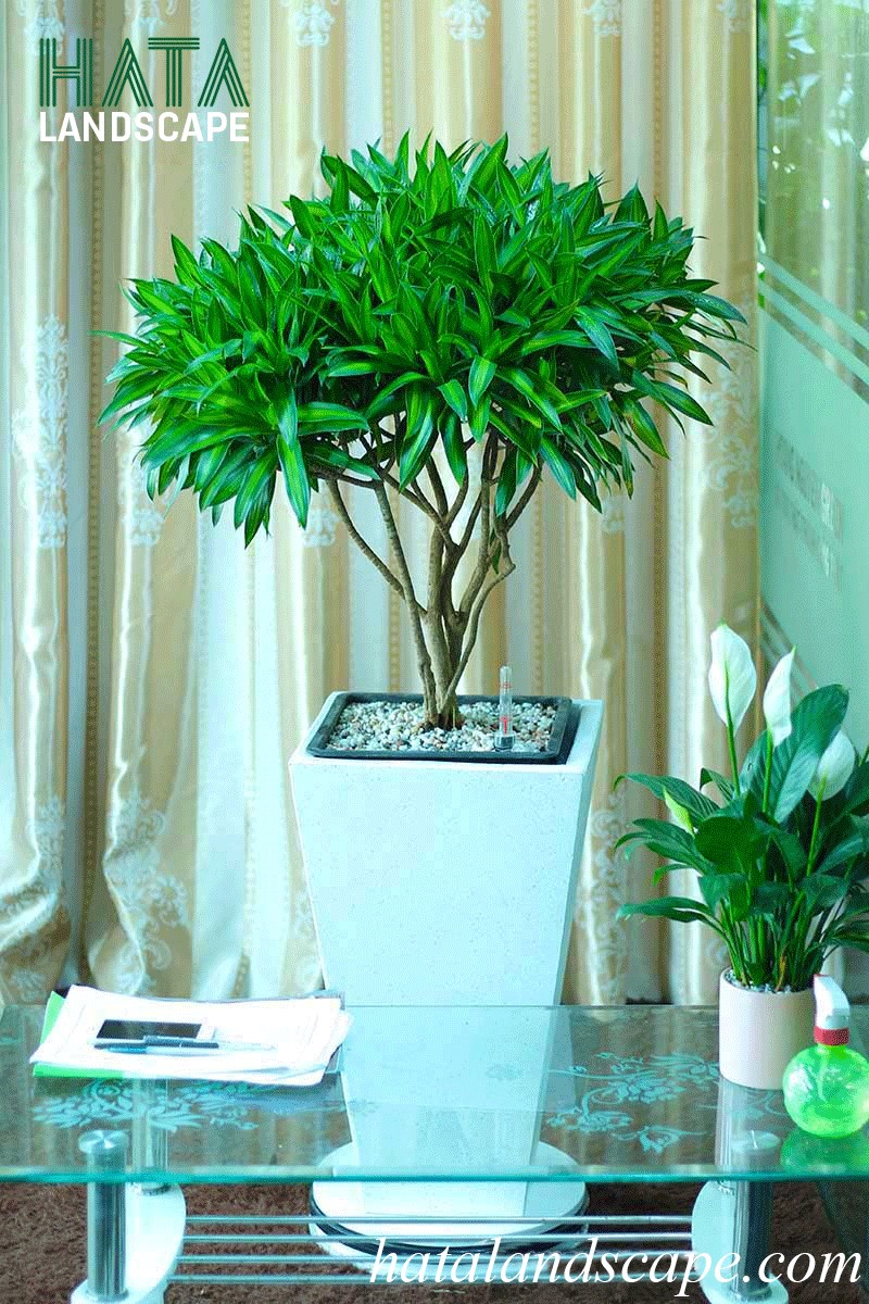 Cây trúc bách hợp