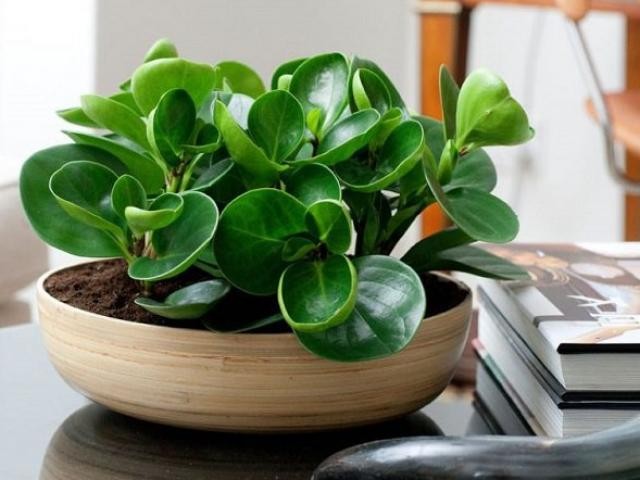 Cây trồng trong nhà không chỉ làm đẹp không gian mà còn mang lại không khí trong lành.