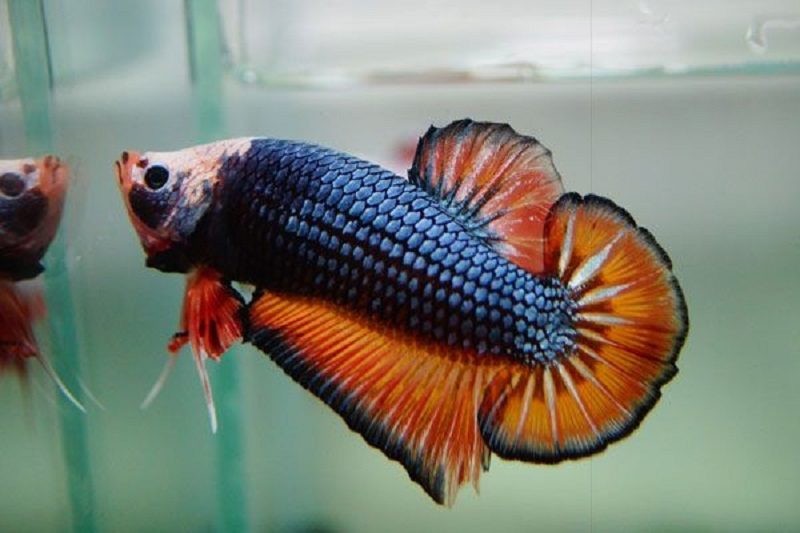 Cá betta bị vi khuẩn do nguồn nước