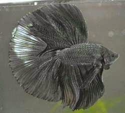 Một con melano cực đen của Mark Ibara.