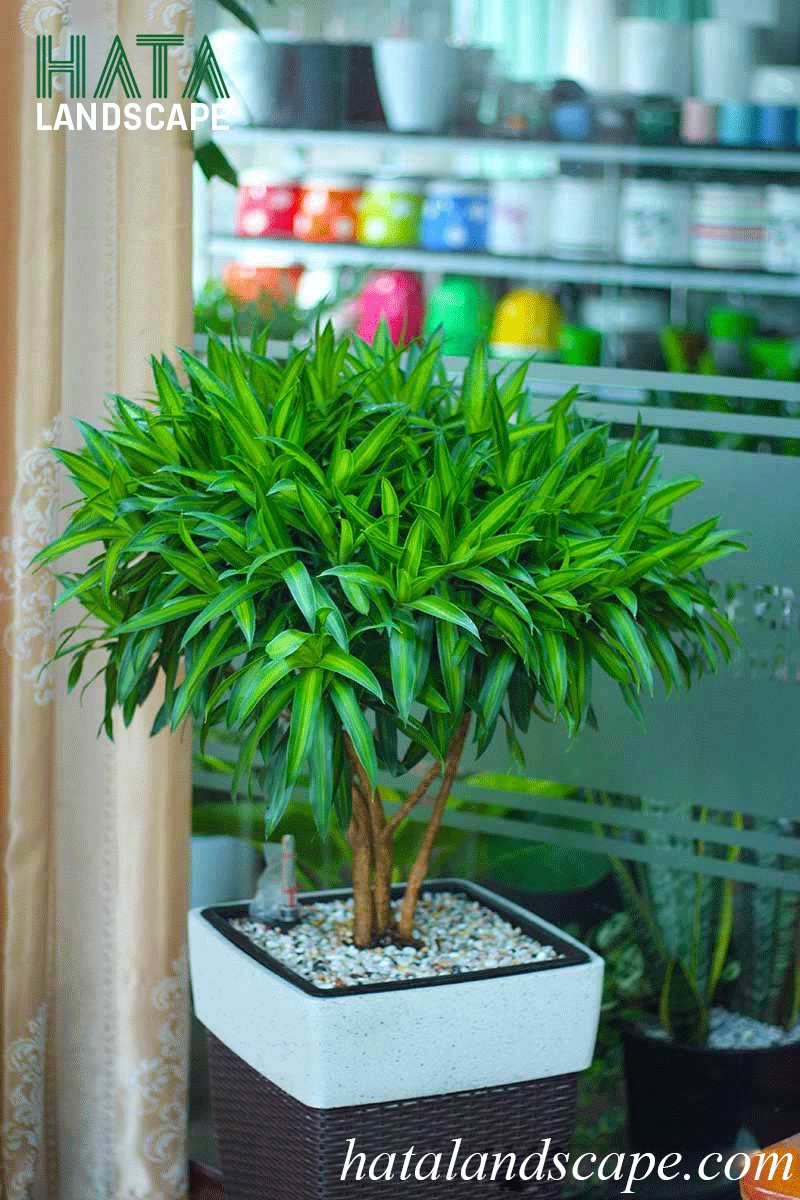 Cây trúc bách hợp