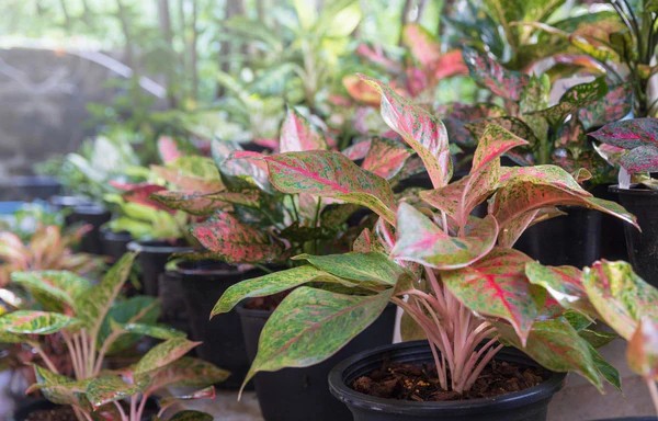 188306428 e5de 4ebb 80e8 219032024dba600x600 22103877 1