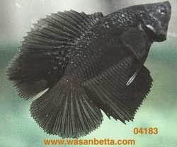 Cá màu đồng nền đen của Wasan Sattayupun.