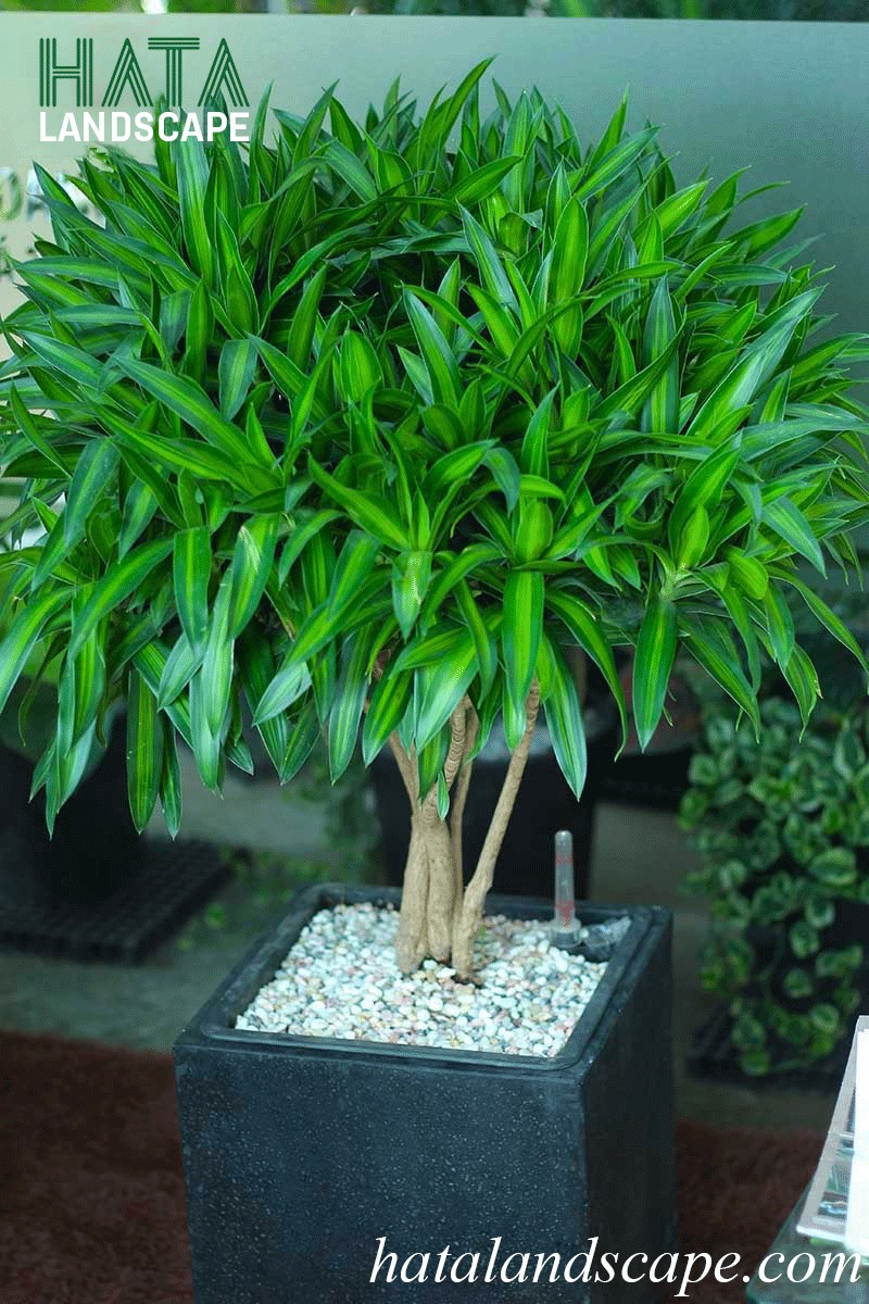 cây trúc bách hợp