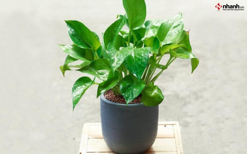 Cây Trầu Bà phong thủy cho người tuổi Ngọ