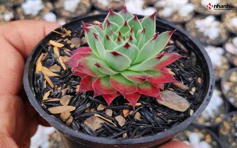 Cây Sen Đá phong thủy cho người tuổi Dậu