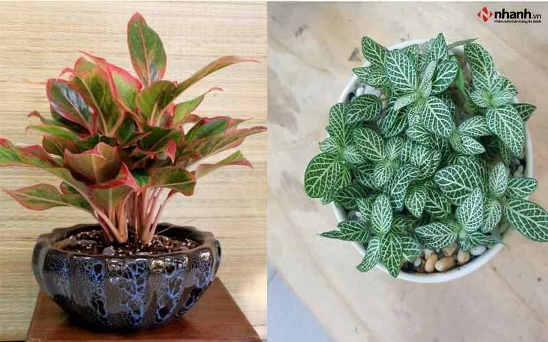 Cây Phú Quý, Cẩm Nhung trắng hợp tuổi Mão