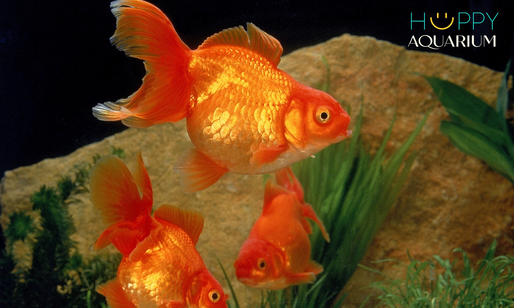 Cá ba đuôi đầu lân với vây đuôi xòe rộng và thân hình tròn