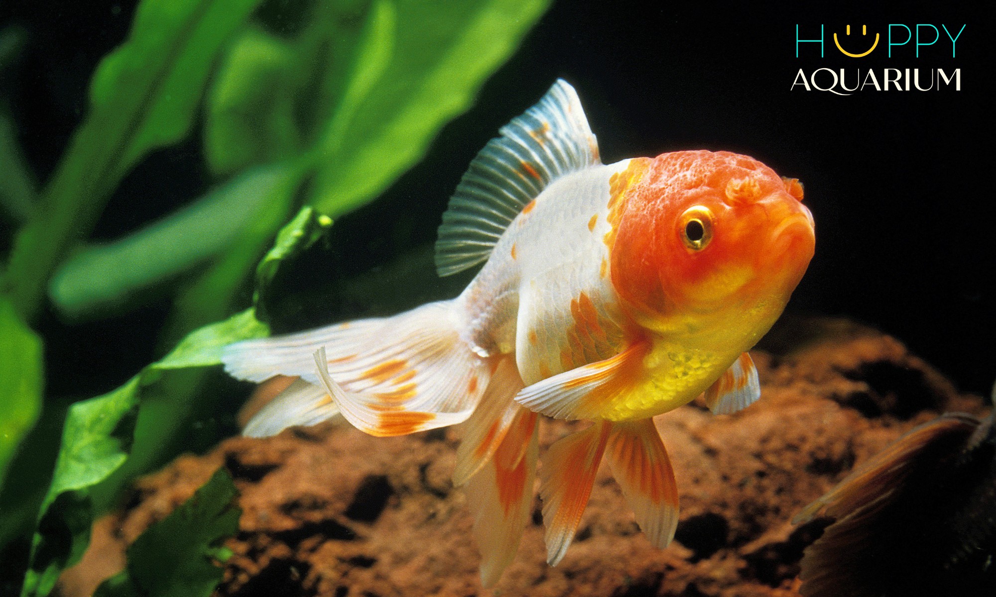 Cá ba đuôi đầu lân với thân hình tròn và màu sắc đa dạng