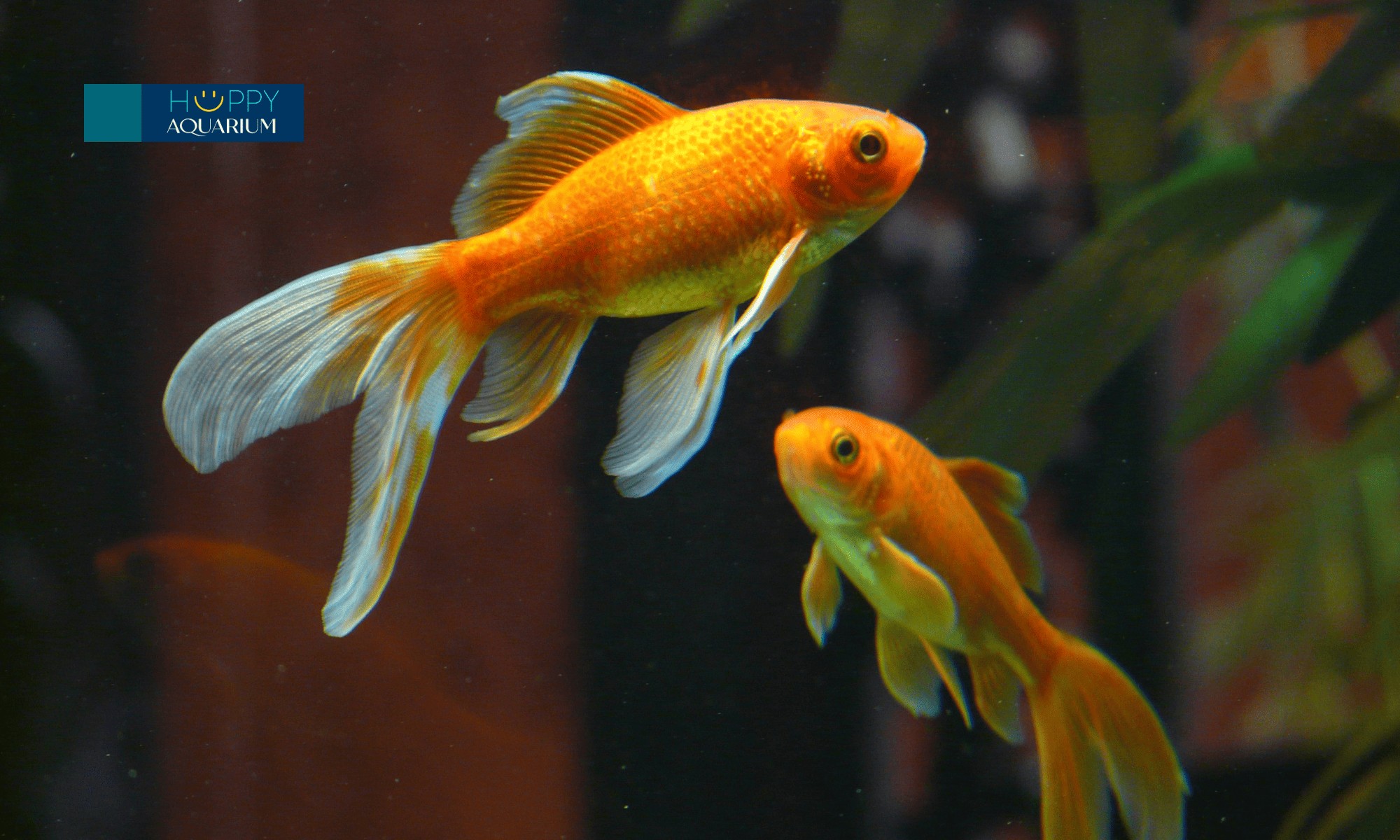 Cá cảnh với dấu hiệu vây bị thối rữa và đổi màu