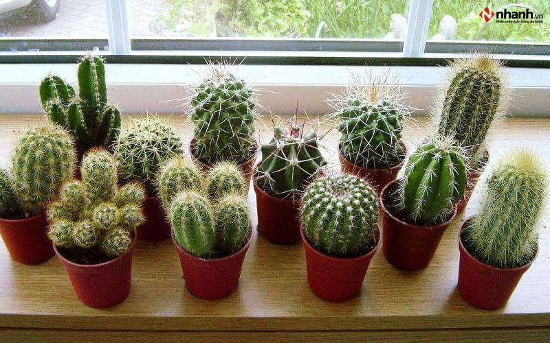 Cây Xương Rồng phong thủy cho người tuổi Thìn