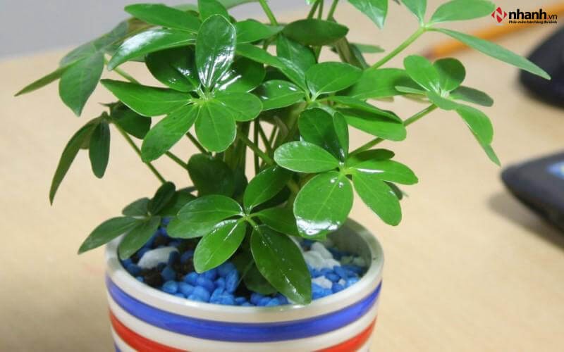 Cây Ngũ Gia Bì phong thủy cho người tuổi Dần