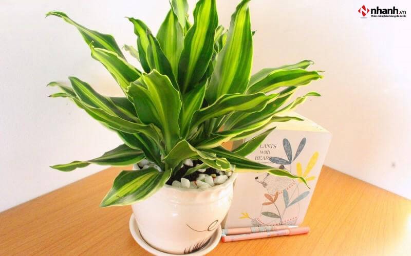 Cây Phát Tài phong thủy cho người tuổi Mão