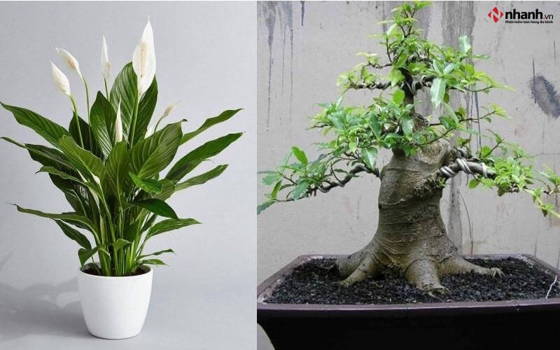 Cây Lan Ý và cây Sung cho người tuổi Sửu