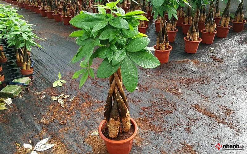 Cây Kim Ngân phong thủy cho người tuổi Tuất