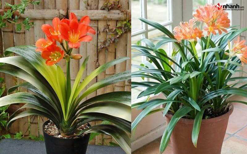 Cây Lan Quân Tử hợp người tuổi Mùi