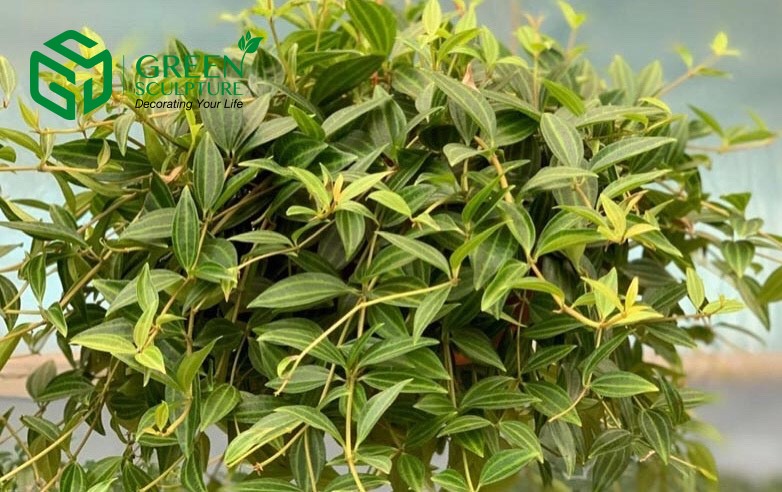 Cây Bình an mang lại ý nghĩa may mắn và thành công cho cung Xử Nữ