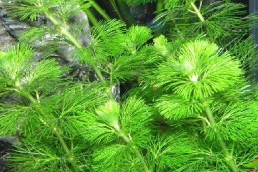 Rong La Hán thủy sinh không cần CO2