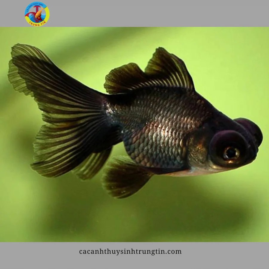 Cá vàng mắt lồi với đôi mắt độc đáo