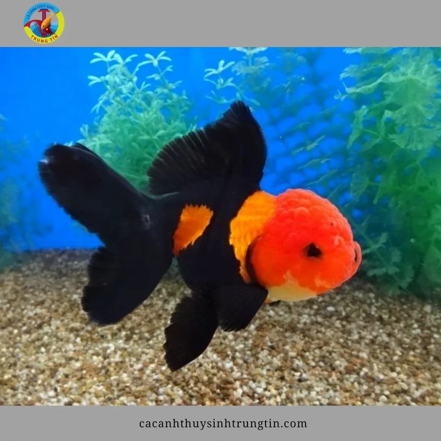 3 duoi oranda 1png 1