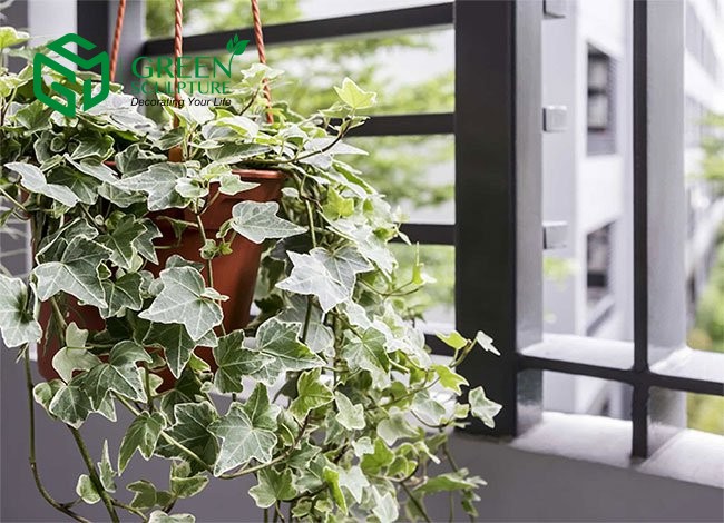 Cây Thường xuân mang đến sự tài lộc, sinh sôi nảy nở và may mắn cho cung Xử Nữ