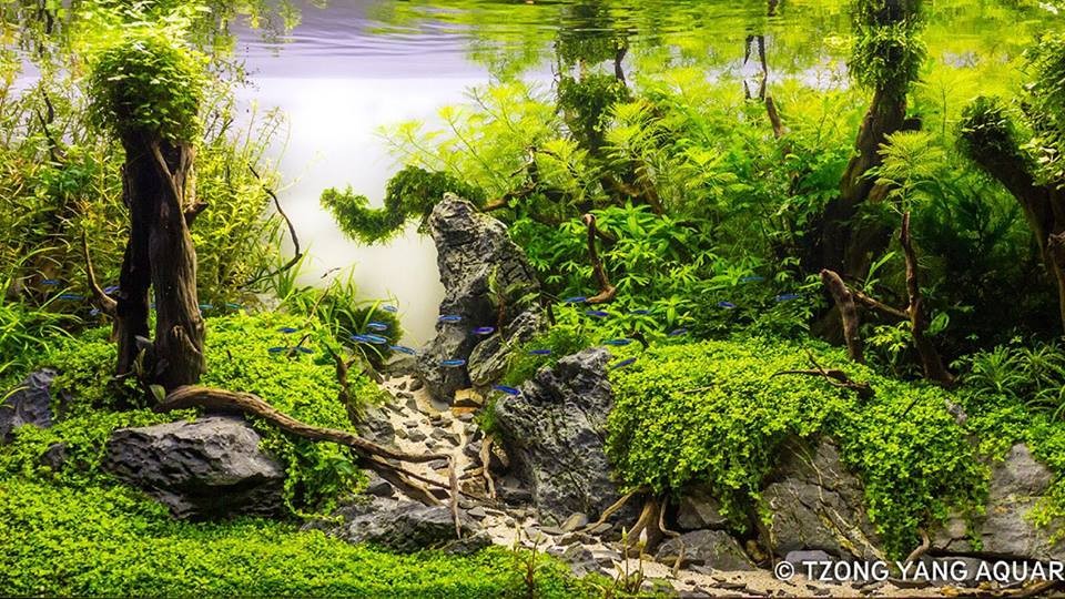 Một góc bể thủy sinh với thảm Trân Châu Ngọc Trai xanh mướt ở tiền cảnh.