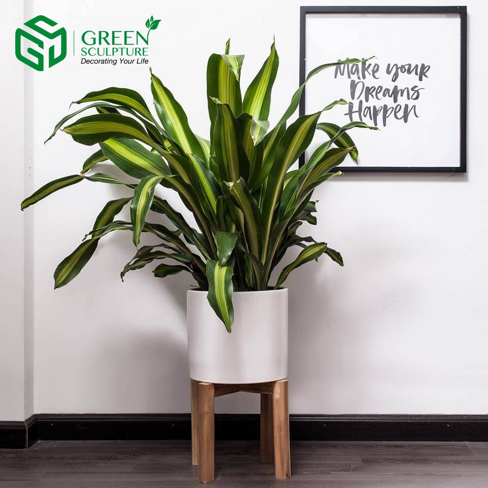 Cây Thiết mộc lan cũng là cây cảnh mang đến những ý nghĩa tốt đẹp cho cung Xử Nữ