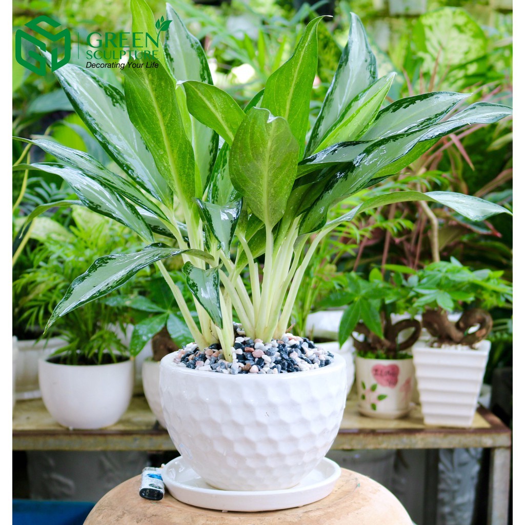 Người thuộc cung Xử Nữ nên chọn cây Giữ tiền