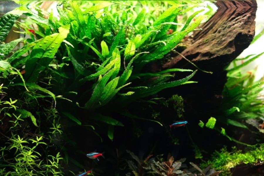 Cây thủy sinh không cần CO2 dương xỉ