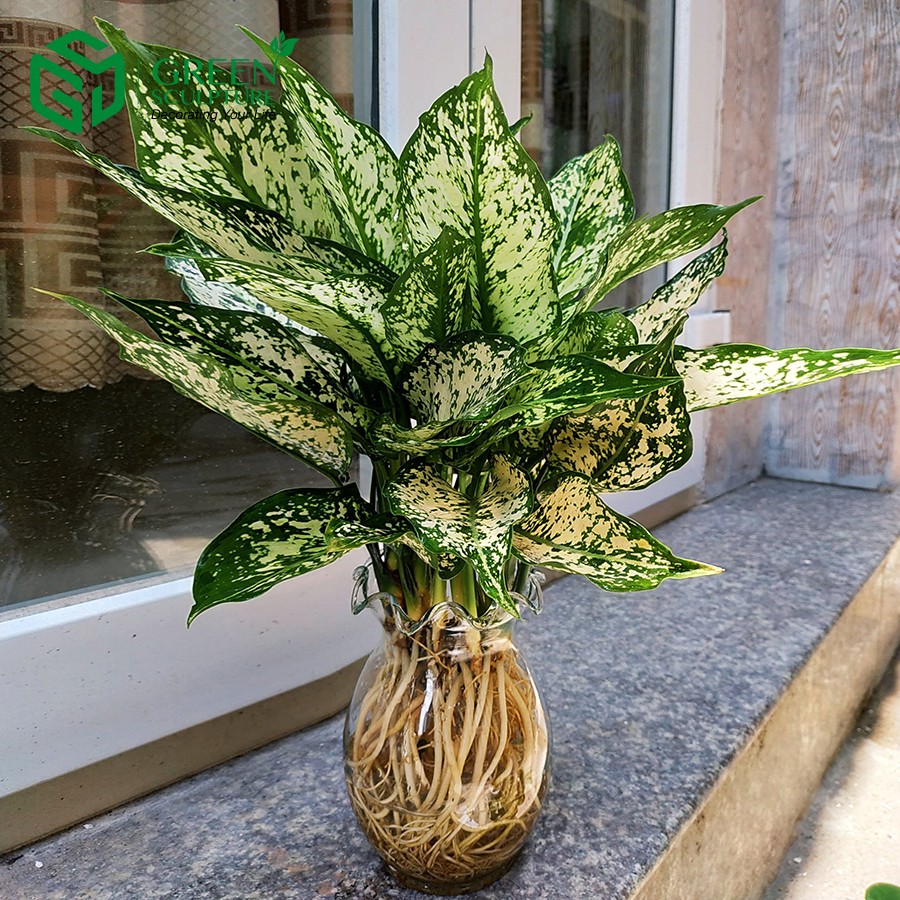 Cây Ngọc ngân thuộc TOP những mẫu cây cảnh hợp với cung Xử Nữ