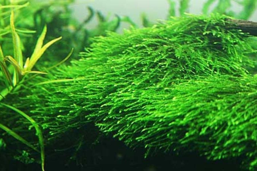 Cây rêu thủy sinh