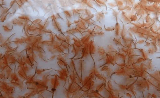 Artemia rất tốt cho cá bảy màu con