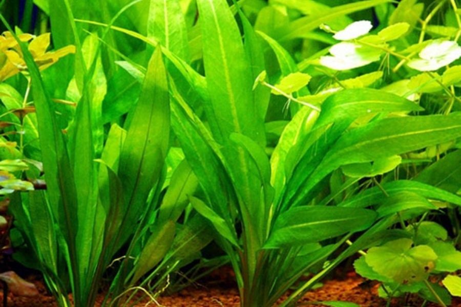 Cây lưỡi mác không cần CO2