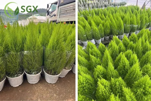 Cận cảnh những chiếc lá xanh mướt và nhỏ xinh của cây Tùng Thơm