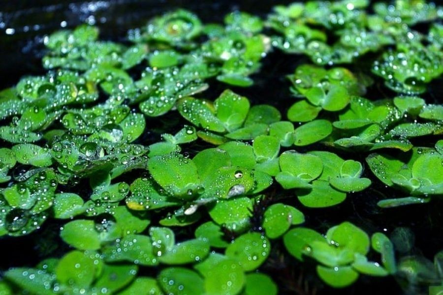 Bèo Nhật thủy sinh