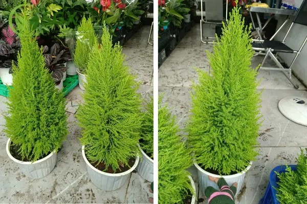 Cây Tùng Thơm được trang trí lung linh trong dịp Giáng Sinh