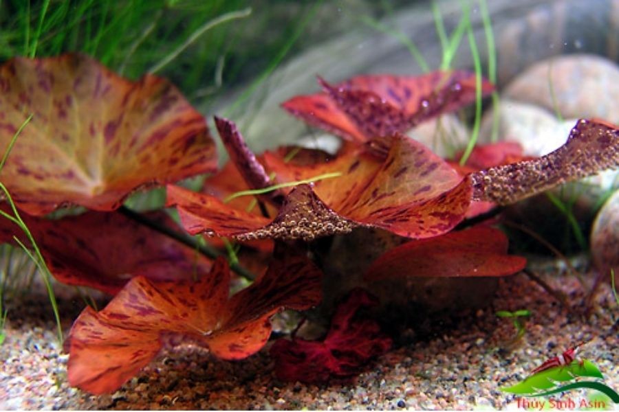 Cây súng thủy sinh