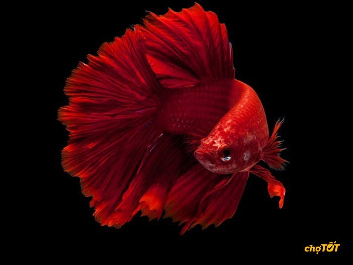 Mua cá Betta uy tín