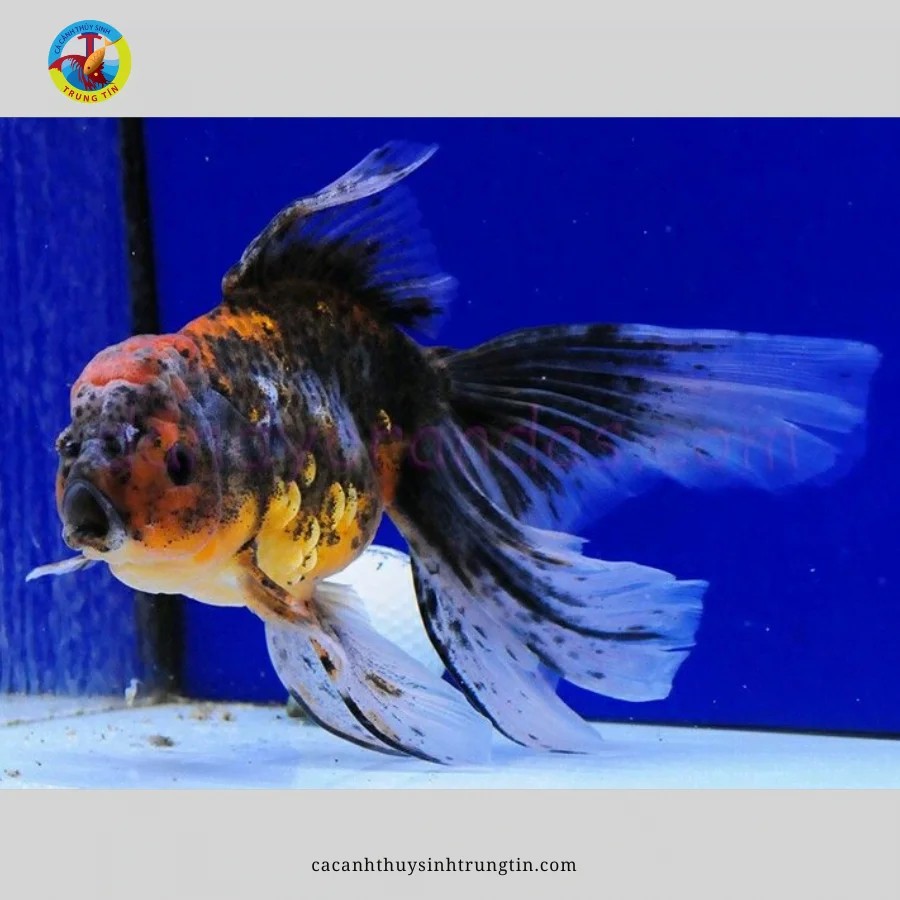 Cá Ba Đuôi Ngũ Hoa