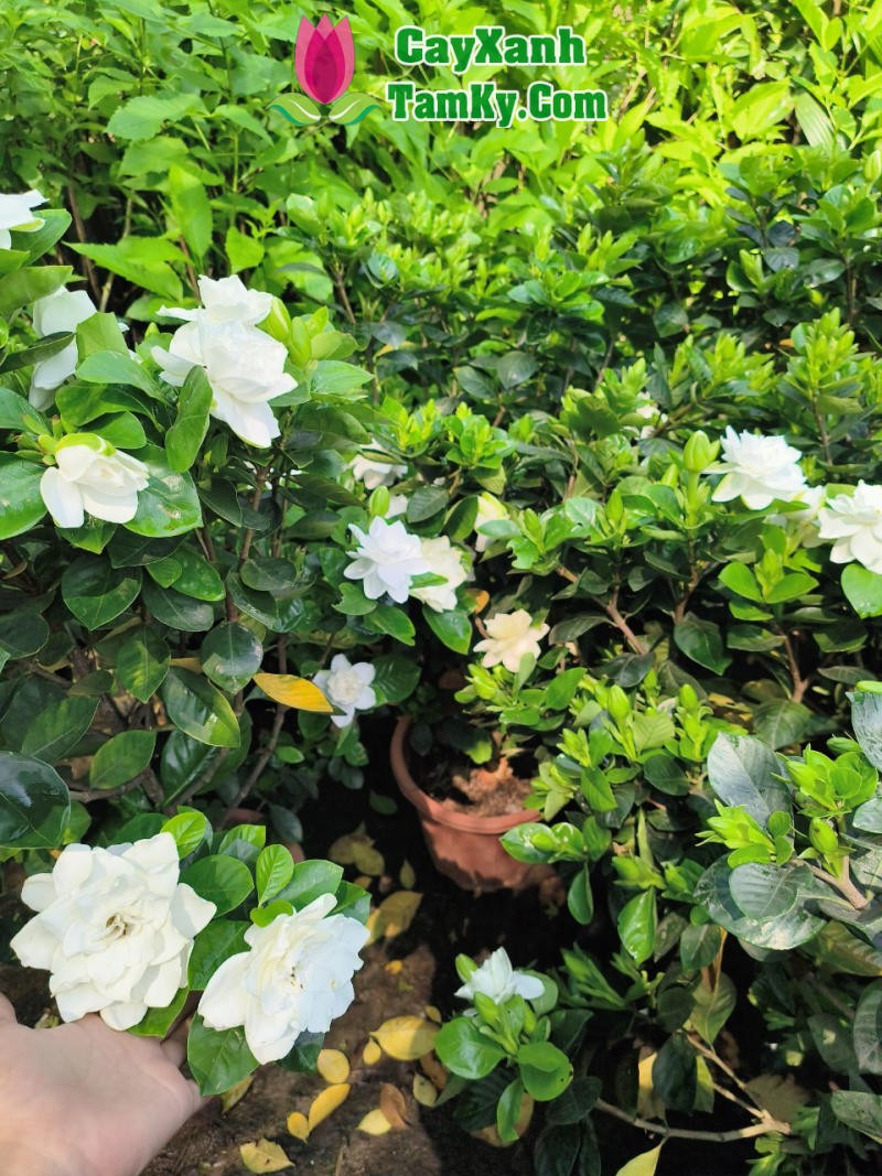 Cây Bạch Thiên Hương với những bông hoa trắng muốt