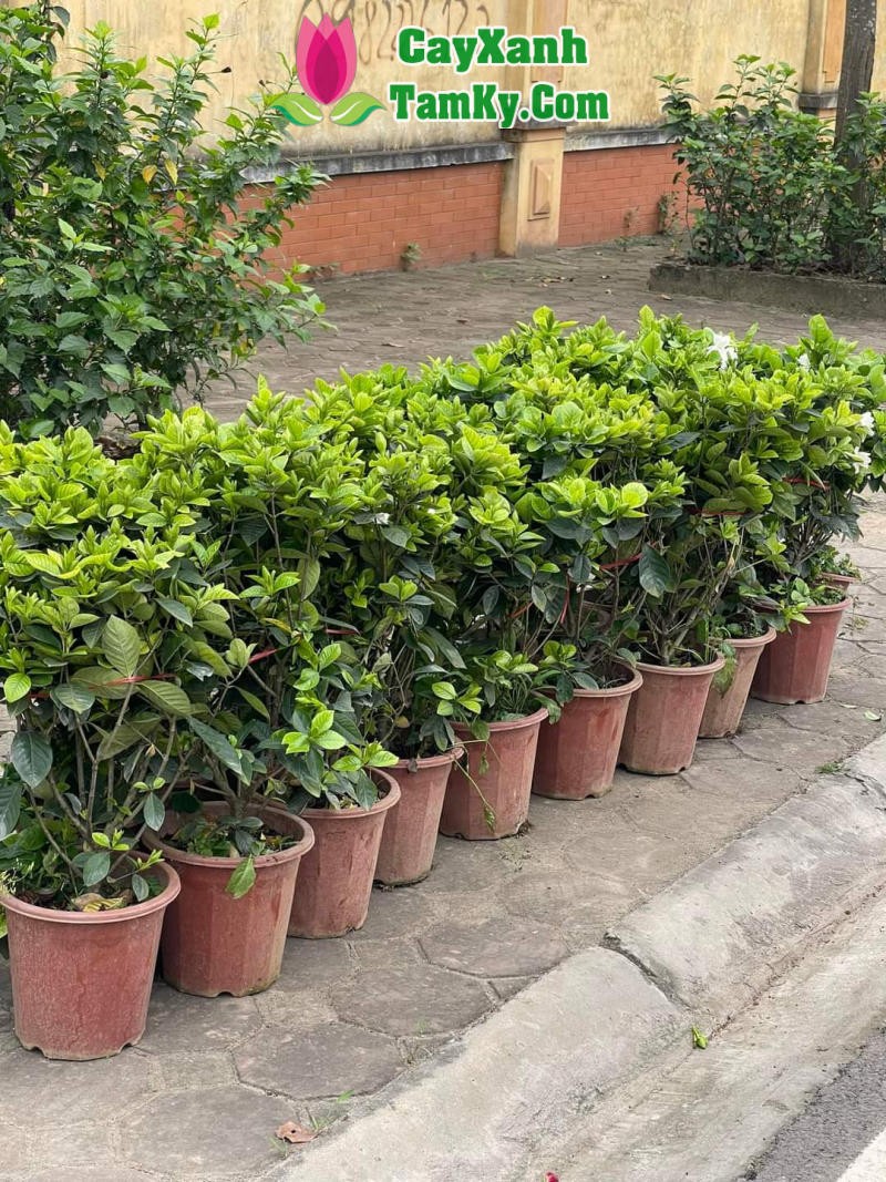 Bông hoa Bạch Thiên Hương đơn có màu trắng tinh khiết