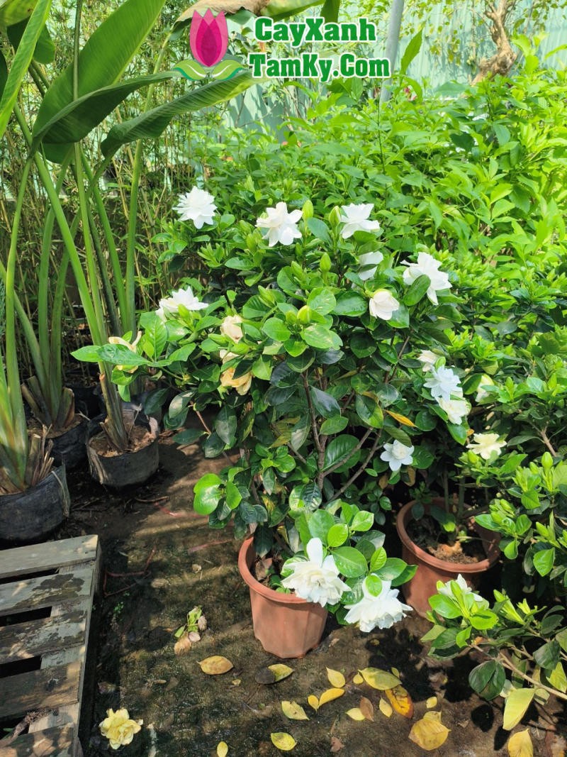 bach thien huong 3 1