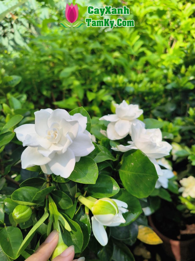 Cây Bạch Thiên Hương với nhiều nụ và hoa