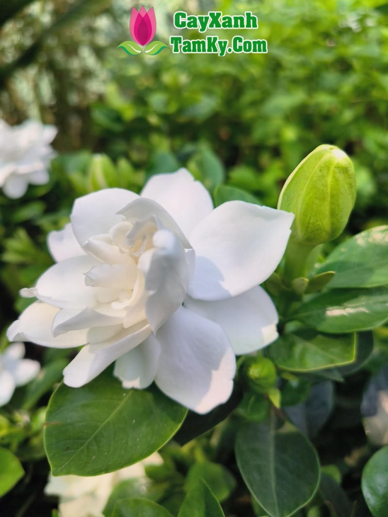 Một chùm hoa Bạch Thiên Hương đang nở rộ