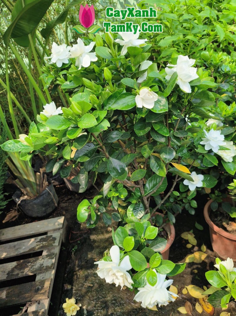 Cận cảnh bông hoa Bạch Thiên Hương trắng tinh khôi